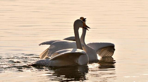 动漫女头紫色系小仙女头像2