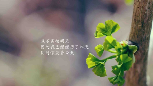 《繁星》优美语句